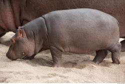 Whole Body Hippopotamus